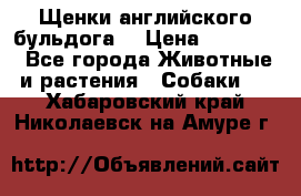 Щенки английского бульдога  › Цена ­ 60 000 - Все города Животные и растения » Собаки   . Хабаровский край,Николаевск-на-Амуре г.